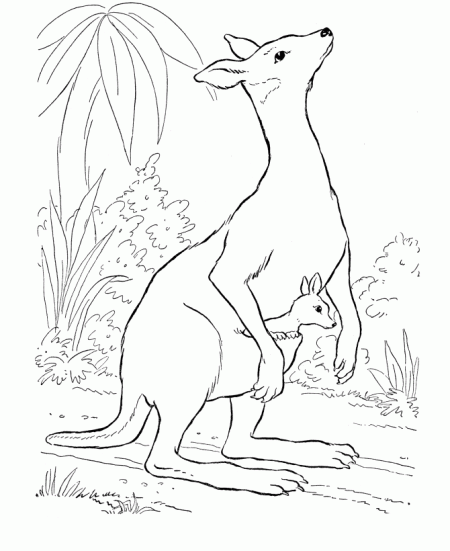 kangury-kolorowanki-ze-zwierzetami-1