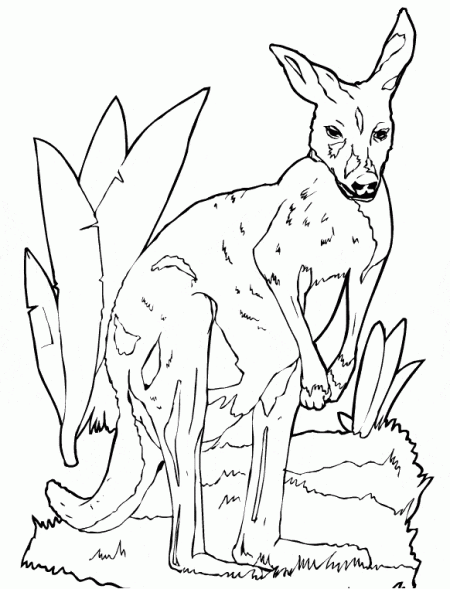 kangury-kolorowanki-ze-zwierzetami-4