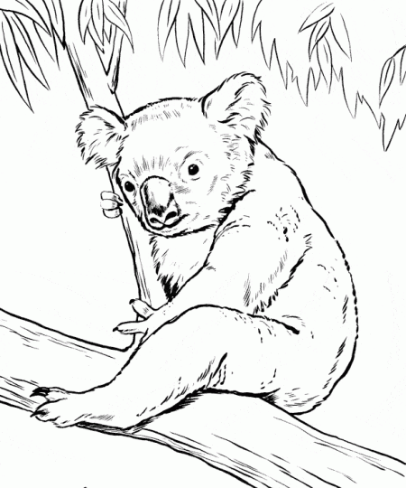 koala-kolorowanki-zwierzeta-3