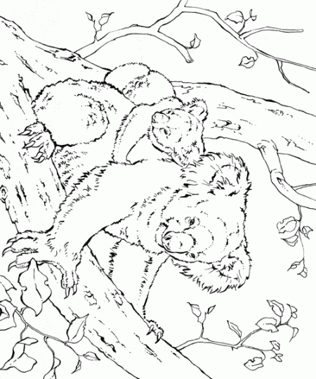 koala-kolorowanki-zwierzeta-4