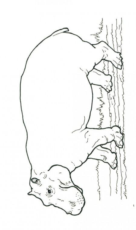kolorowanki-hipopotam-2