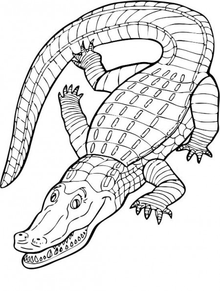 kolorowanki-krokodyl-aligator-4