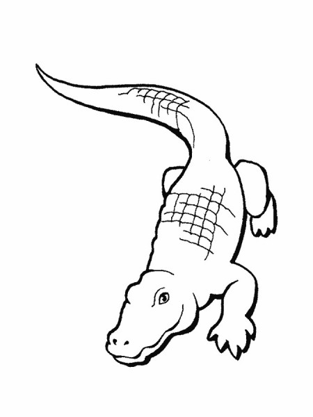 kolorowanki-krokodyl-aligator-6