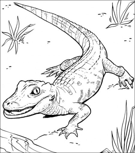 kolorowanki-krokodyl-aligator-7
