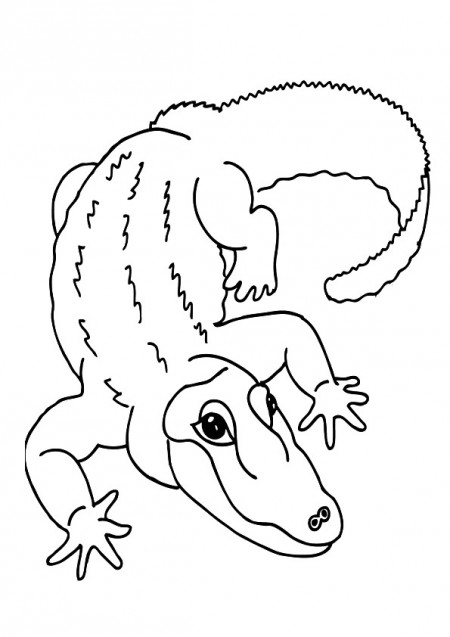 kolorowanki-krokodyl-aligator-8
