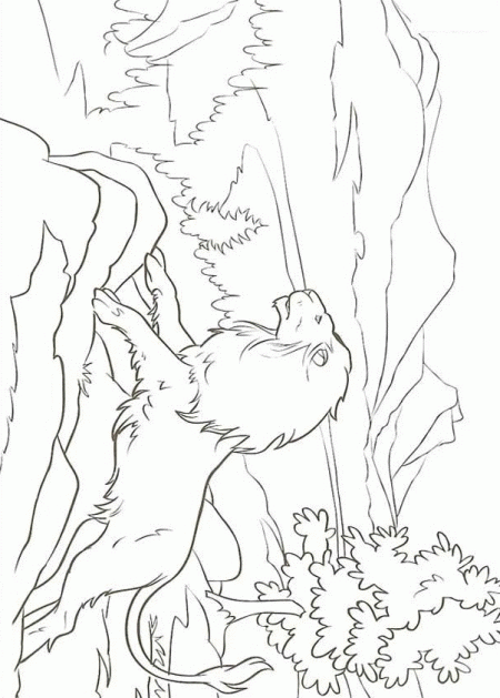 kolorowanki-lew-zwierzeta-5