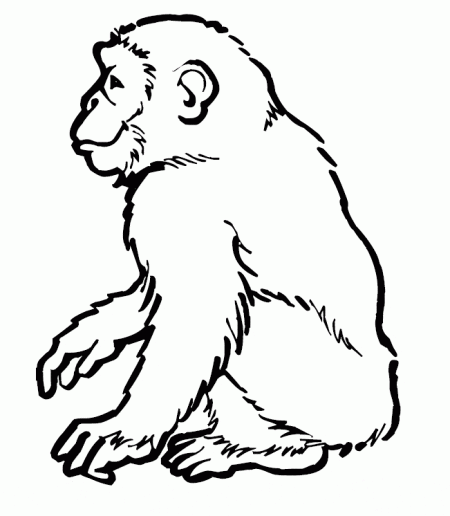 kolorowanki-malpami-zwierzeta-1