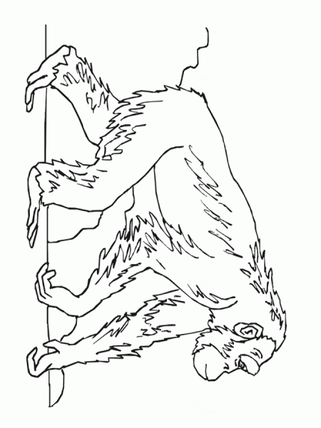 kolorowanki-malpami-zwierzeta-4