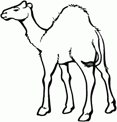 kolorowanki-wielblady-zwierzeta-8