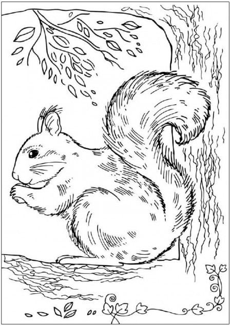 kolorowanki-wiewiorki-zwierzeta-1