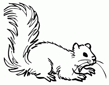 kolorowanki-wiewiorki-zwierzeta-2