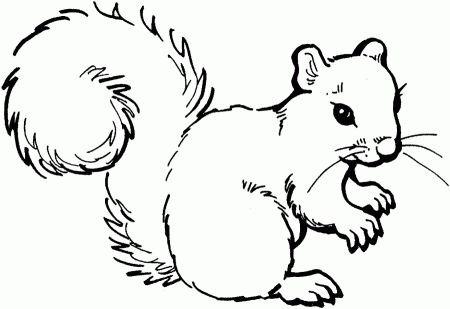 kolorowanki-wiewiorki-zwierzeta-3