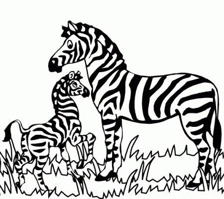 kolorowanki-zebra-zwierzeta-1