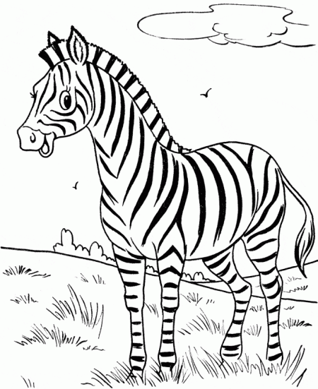kolorowanki-zebra-zwierzeta-4