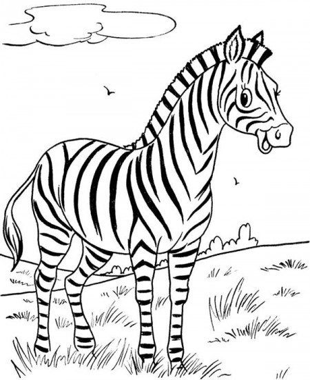 kolorowanki-zebra-zwierzeta-5