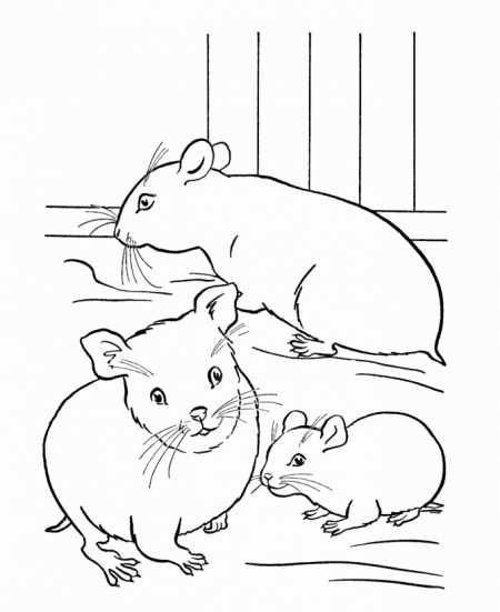 kolorowanki-zwierzeta-chomiki-5