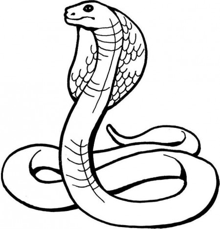 kolorowanki-zwierzeta-weze-gady-12