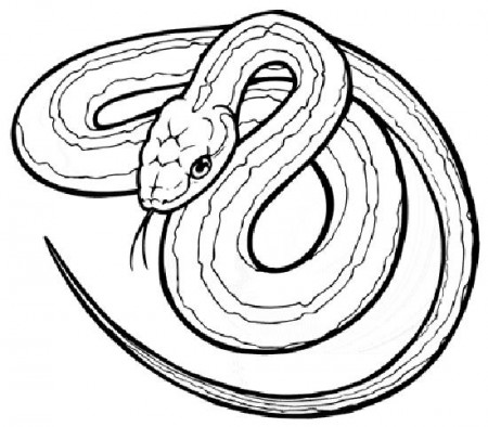 kolorowanki-zwierzeta-weze-gady-13