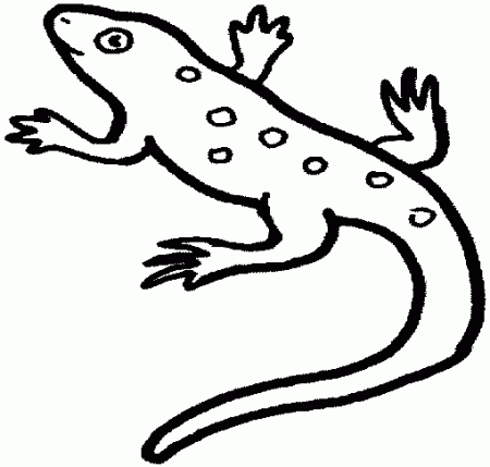 salamandra-jaszczurki-kolorowanki-2