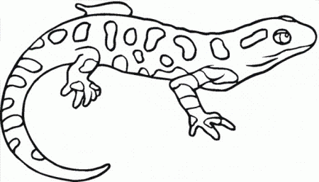 salamandra-jaszczurki-kolorowanki-3