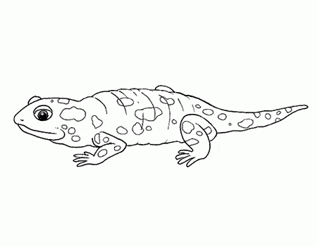 salamandra-jaszczurki-kolorowanki-4