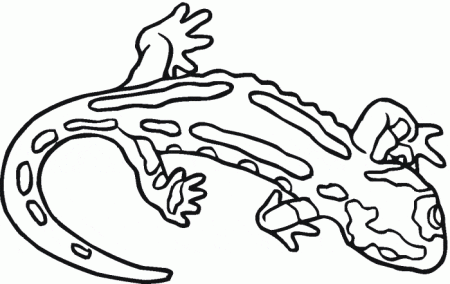 salamandra-jaszczurki-kolorowanki-7