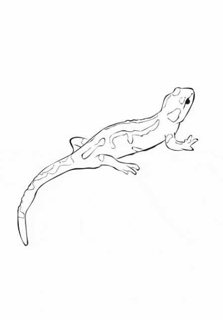 salamandra-jaszczurki-kolorowanki-8